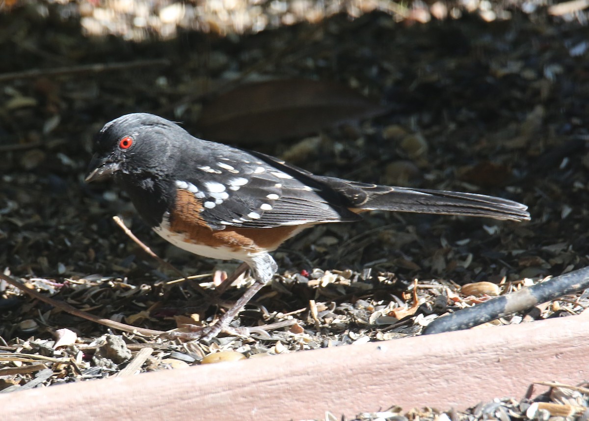 Spotted Towhee - ML620635652