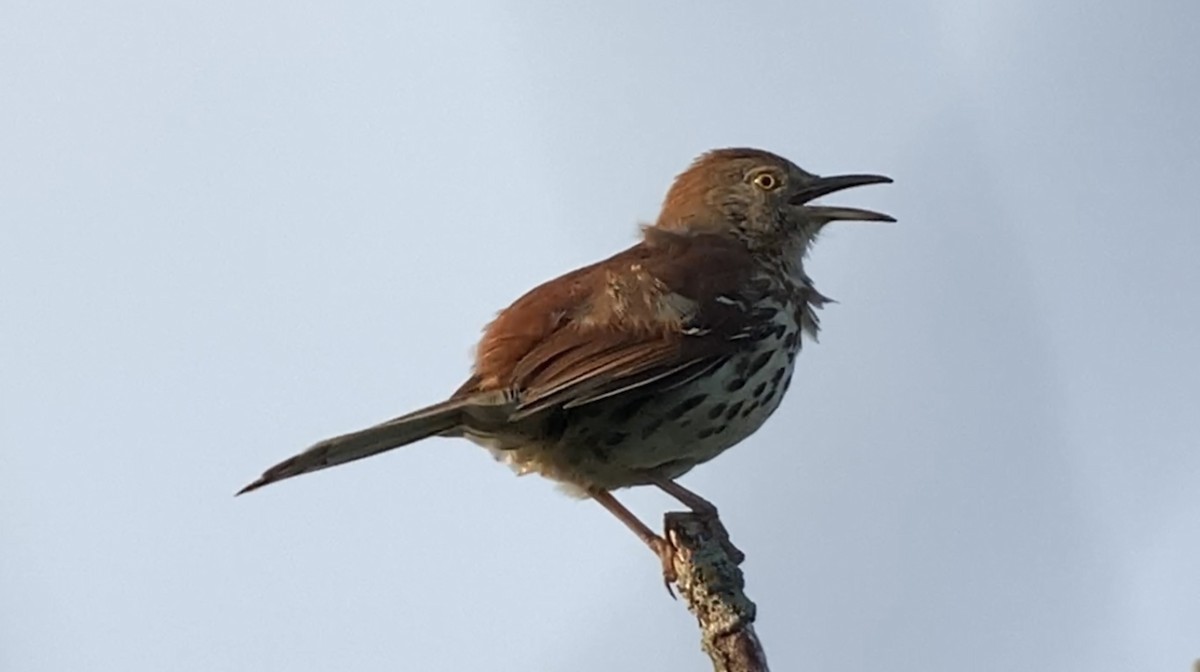 Brown Thrasher - ML620635653