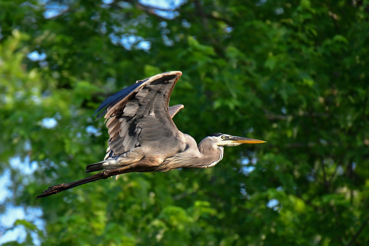 Great Blue Heron - ML620635656