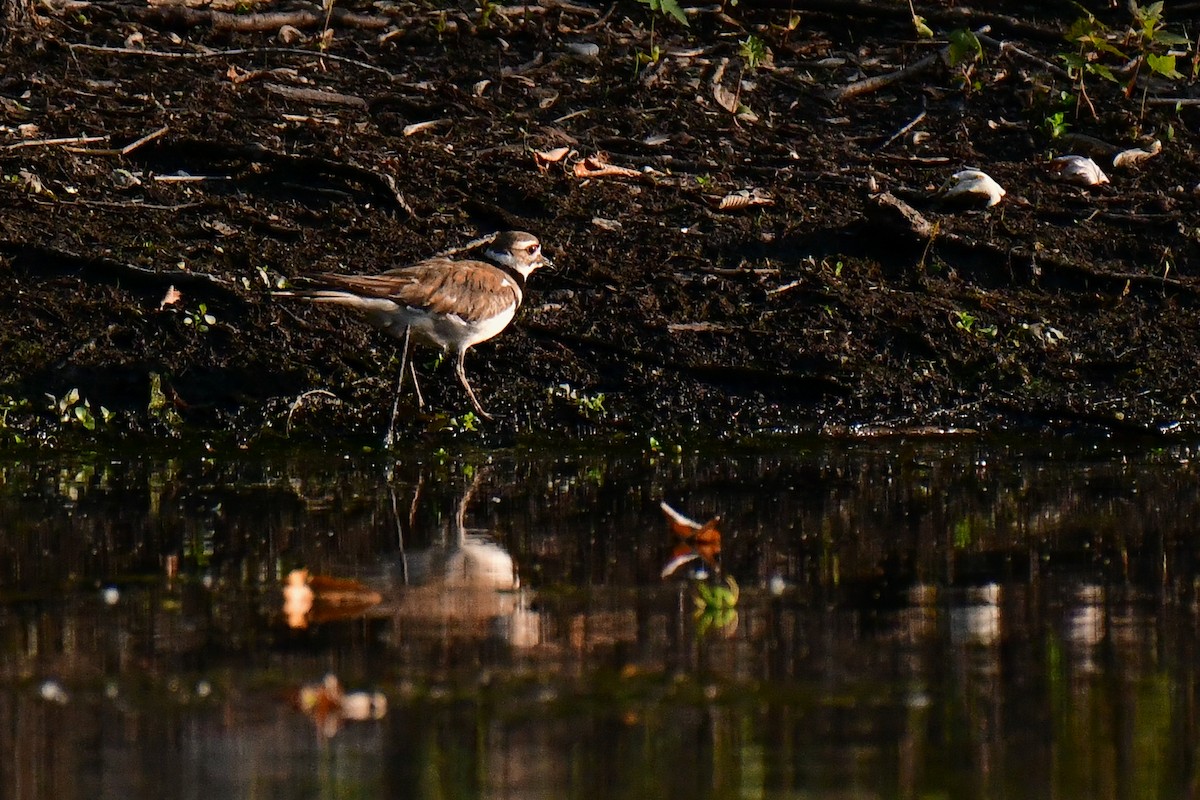 Killdeer - ML620635659