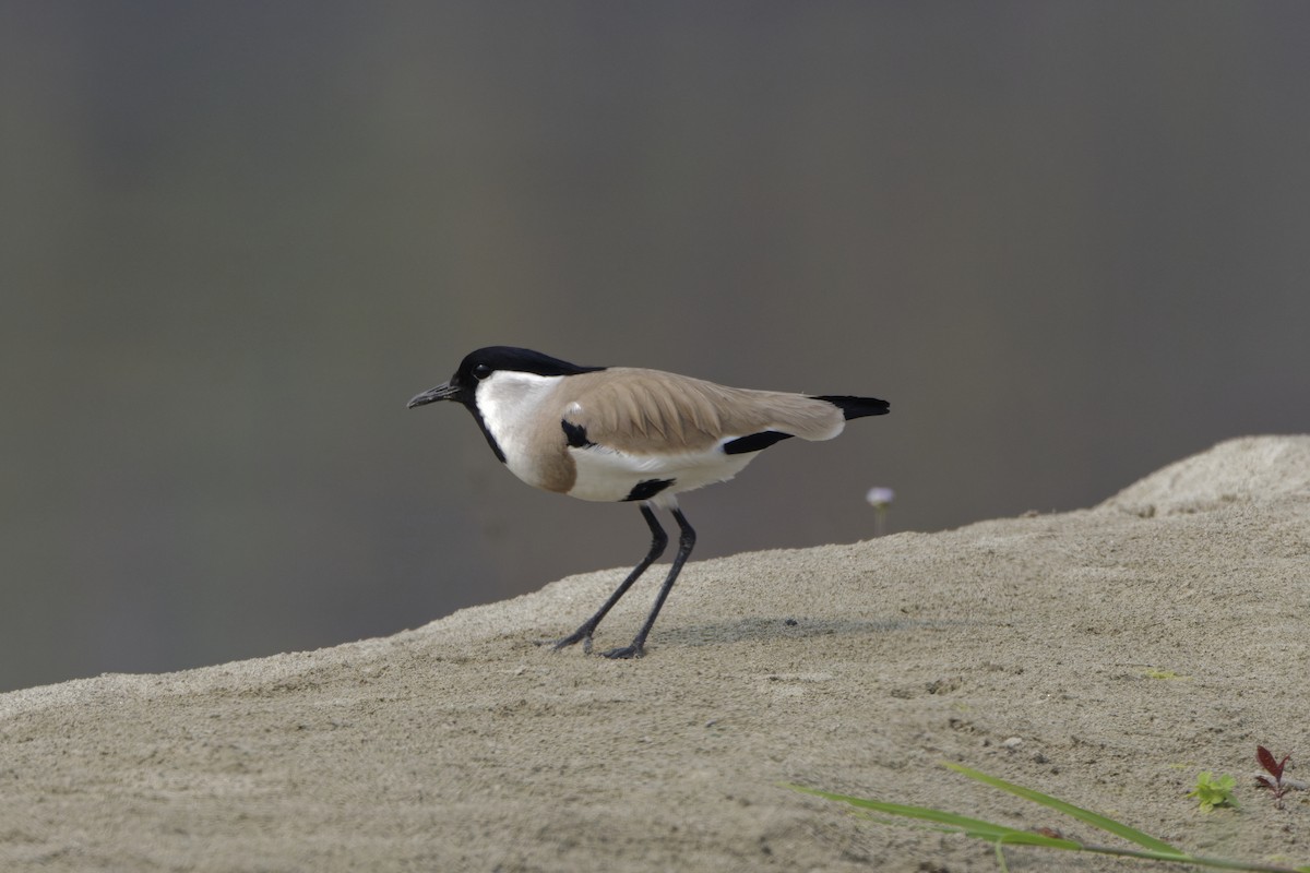 River Lapwing - David Wright