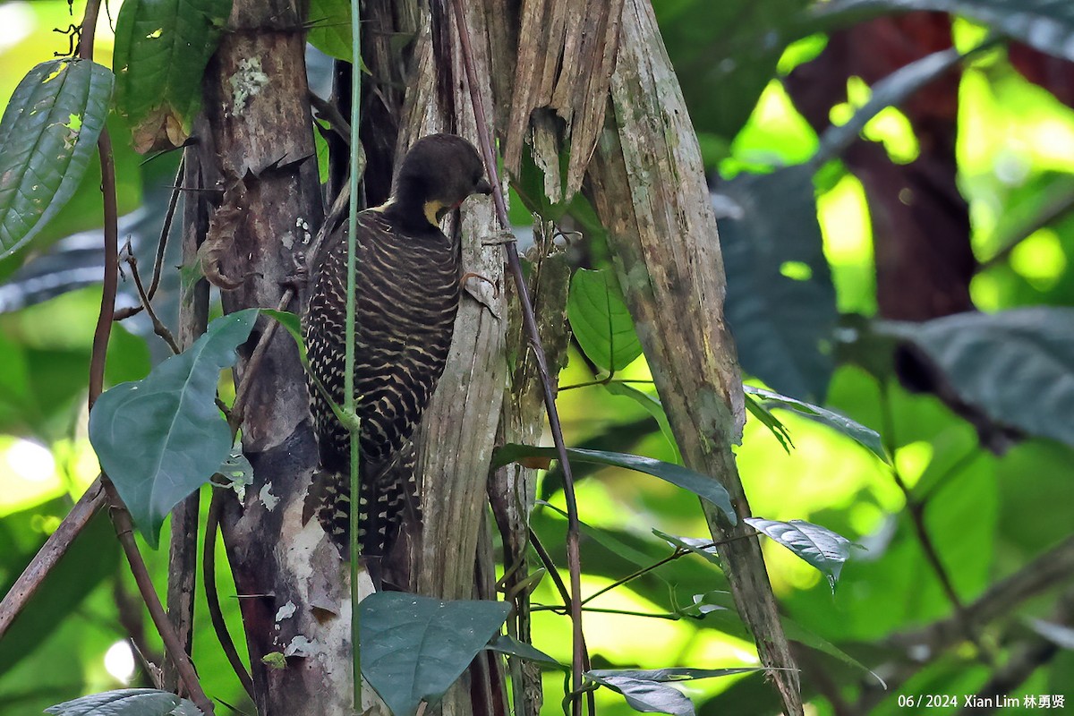 Buff-necked Woodpecker - ML620635663