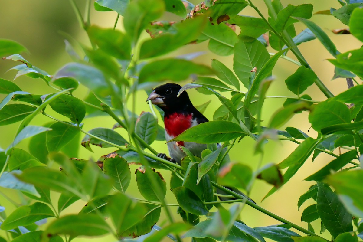 Rose-breasted Grosbeak - ML620635664