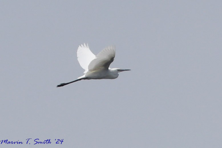 Aigrette roussâtre - ML620635666