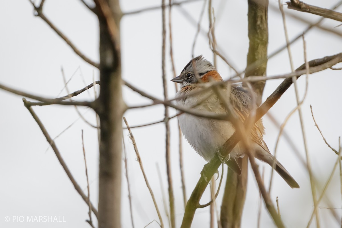 Rufous-collared Sparrow - ML620635667