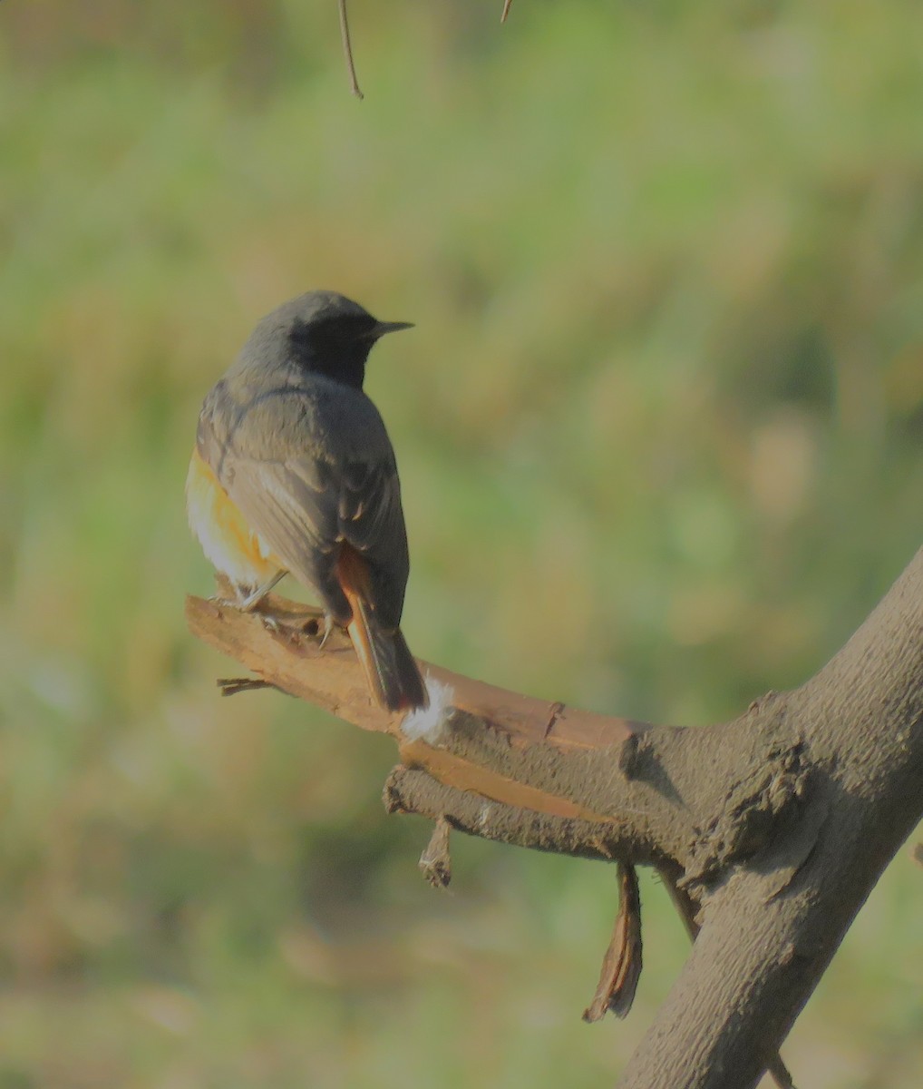 Black Redstart - ML620635668