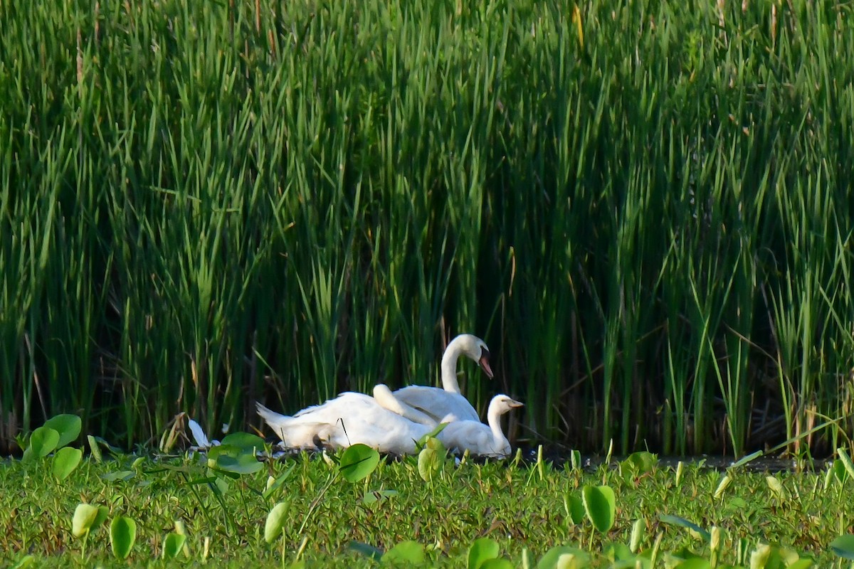 Cygne tuberculé - ML620635673