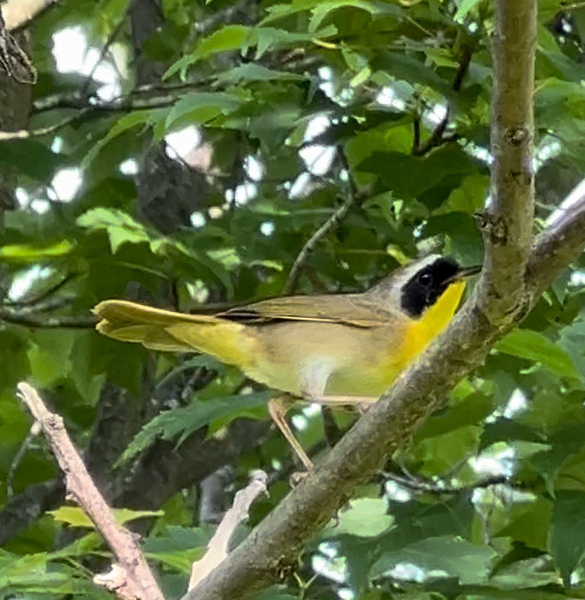 Common Yellowthroat - ML620635674