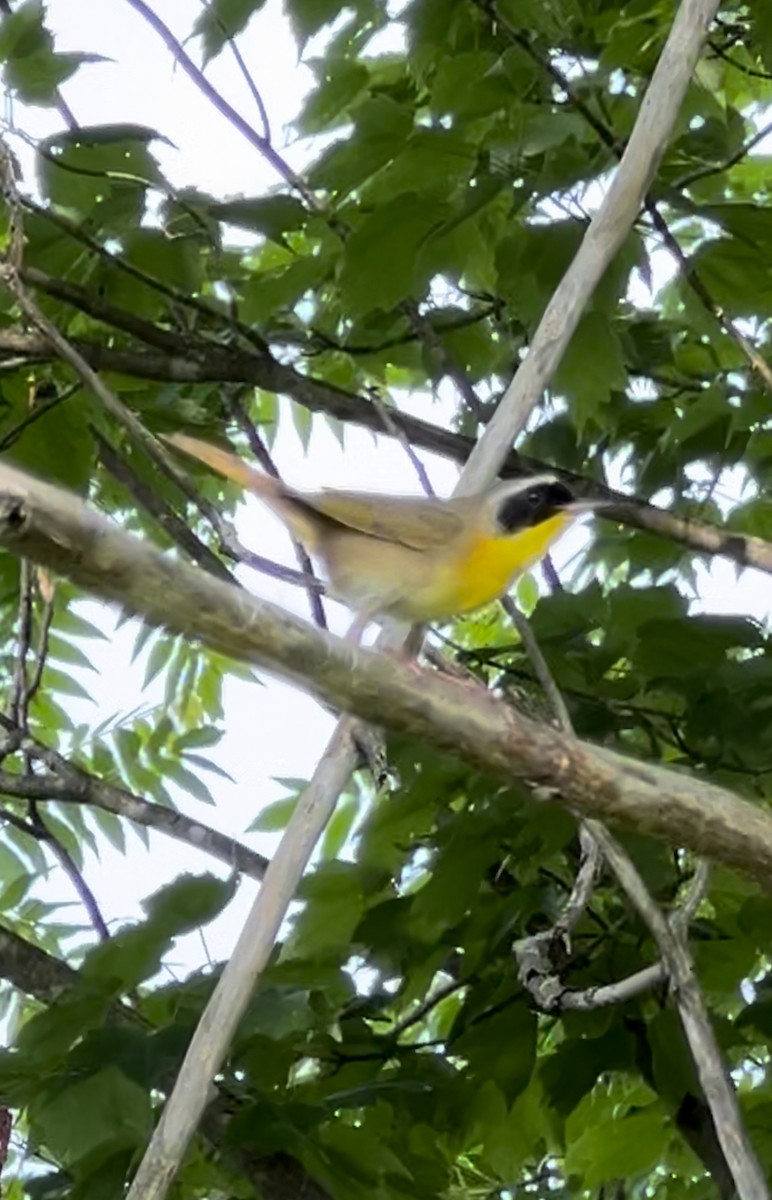 Common Yellowthroat - ML620635675