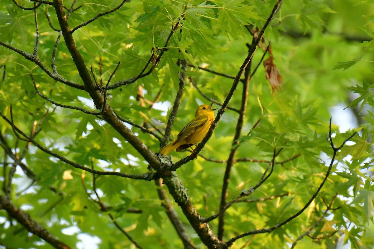 Paruline jaune - ML620635676