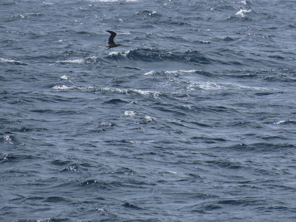 Red-footed Booby - ML620635678