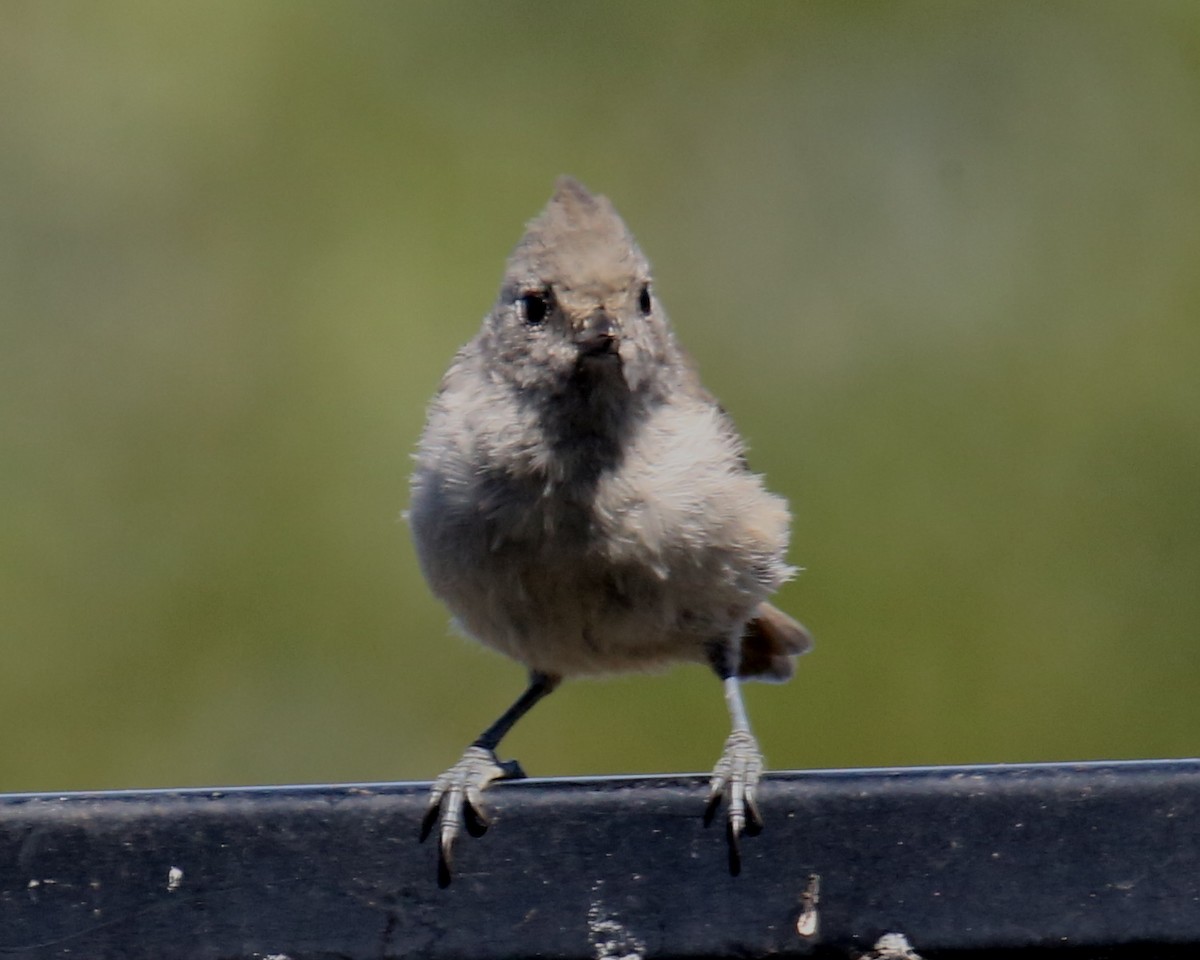 Oak Titmouse - ML620635679