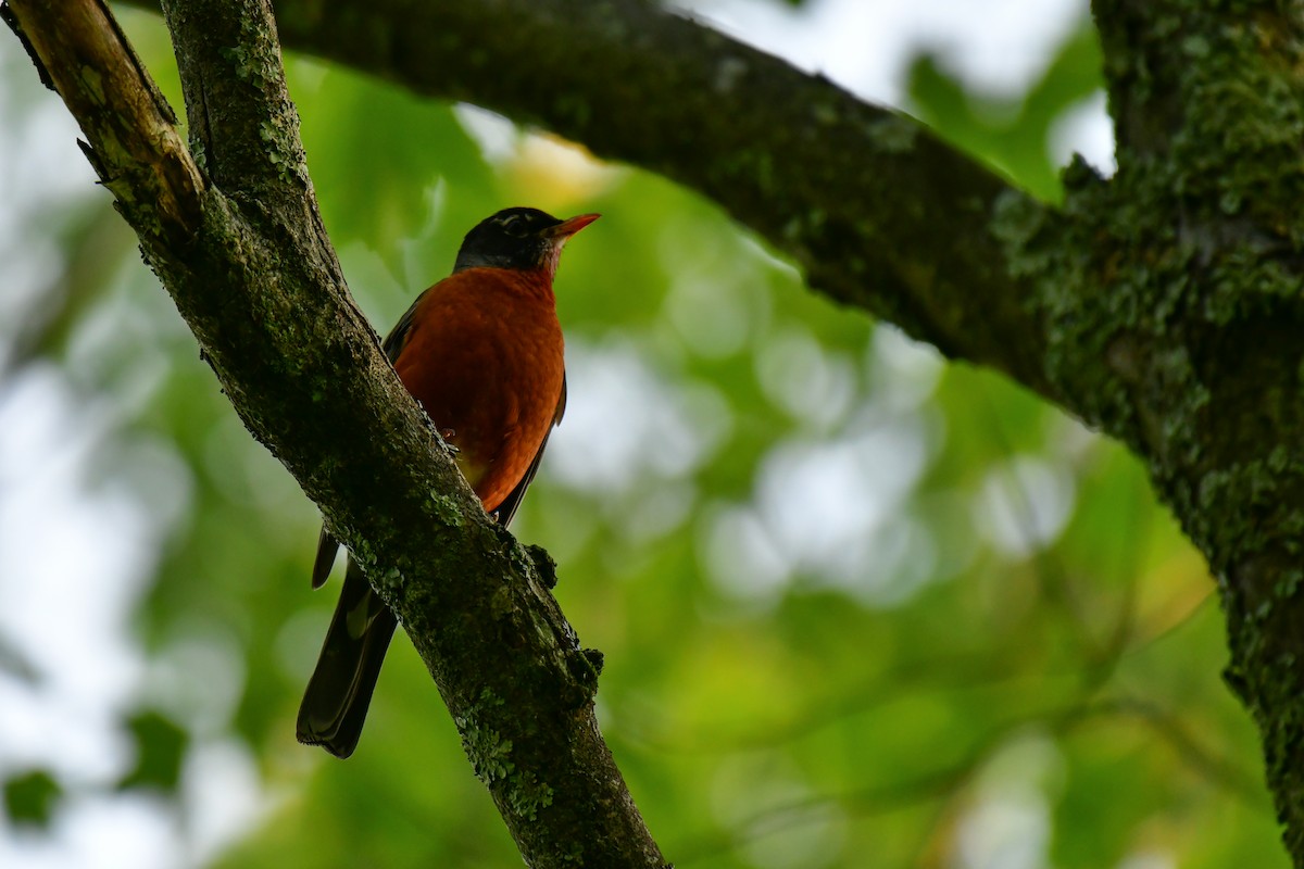 American Robin - ML620635681