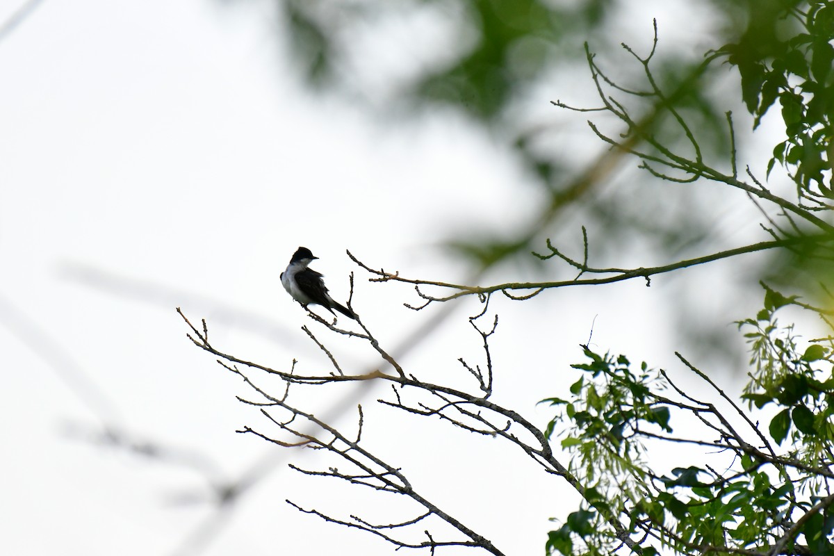 Eastern Kingbird - ML620635682