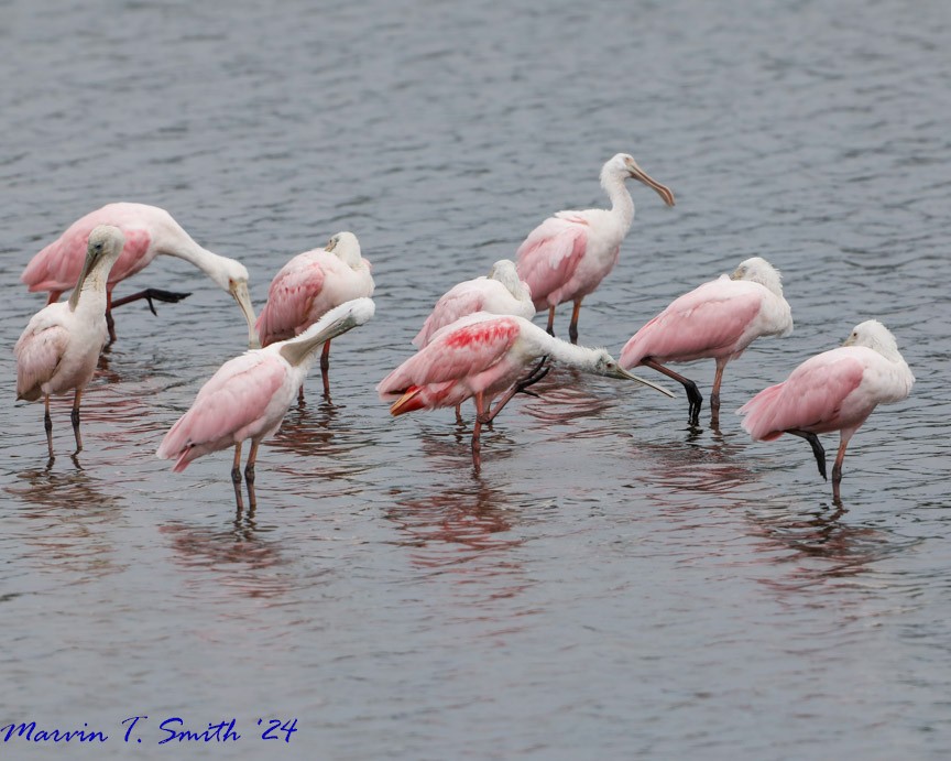 Roseate Spoonbill - ML620635685