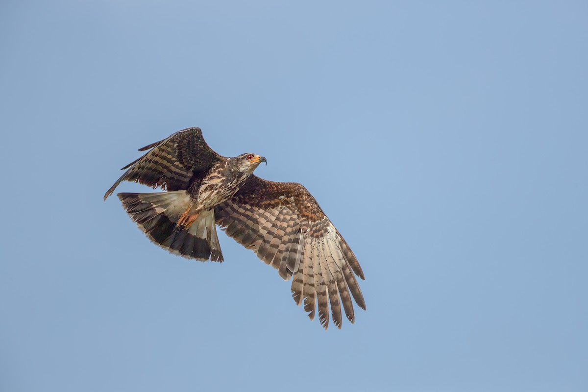 Snail Kite - ML620635691