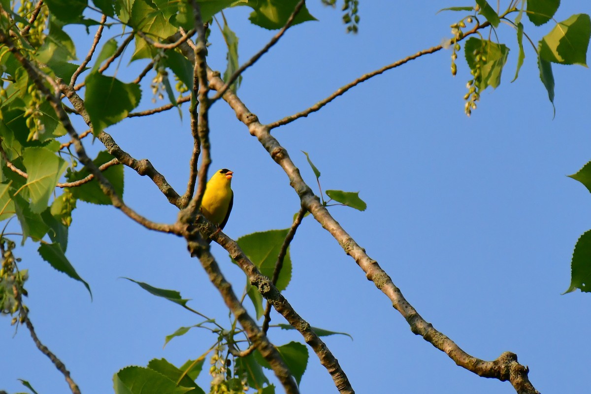 American Goldfinch - ML620635692