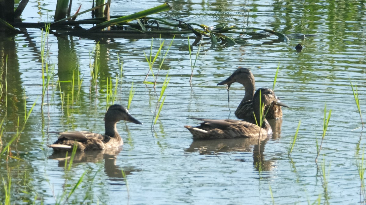 Mallard - ML620635693