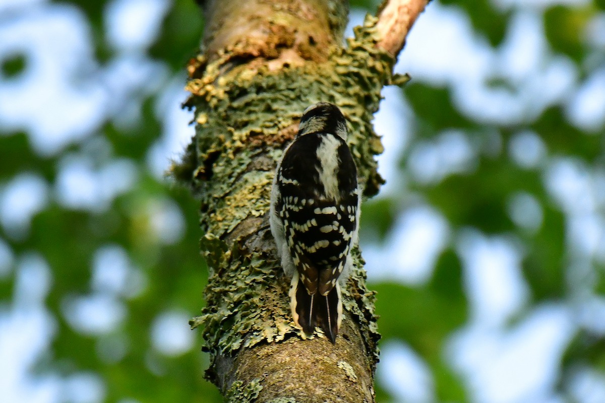 Downy Woodpecker - ML620635696