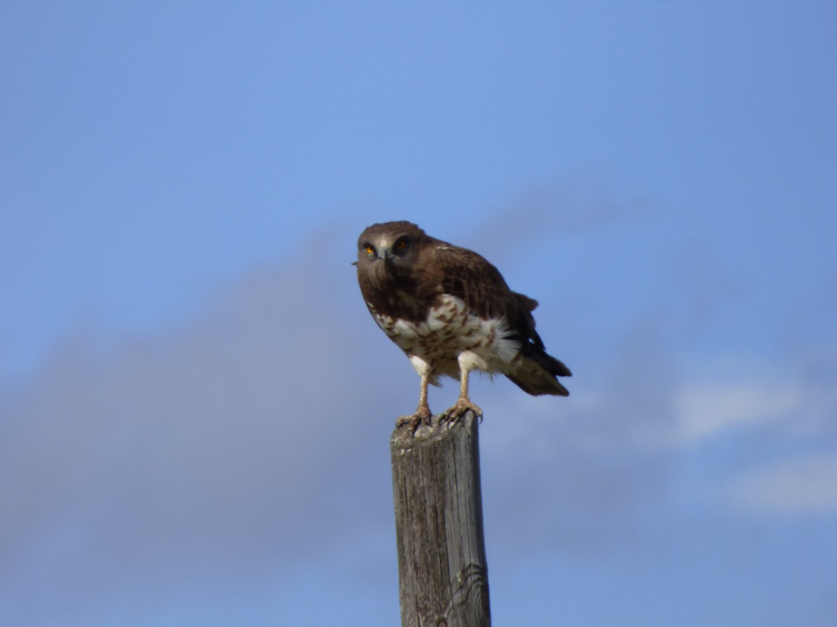 Short-toed Snake-Eagle - ML620635697