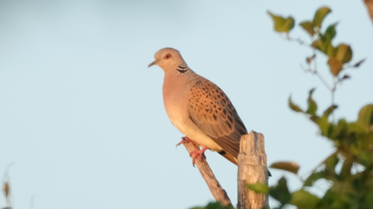 European Turtle-Dove - ML620635698