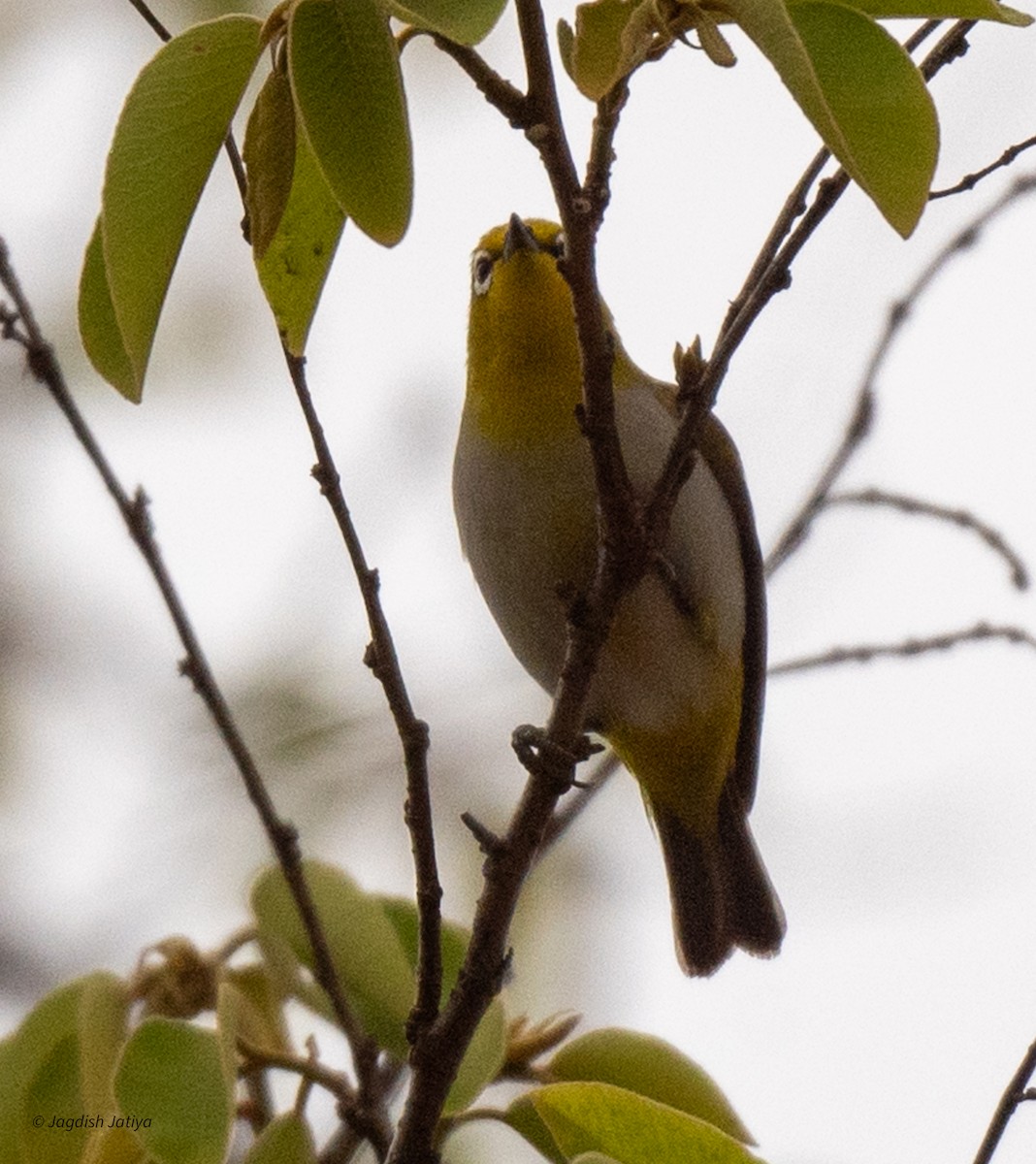 Indian White-eye - ML620635700