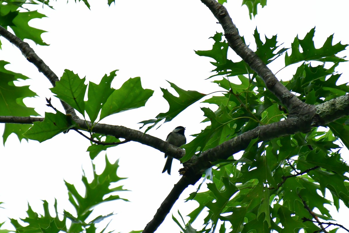 Black-capped Chickadee - ML620635703