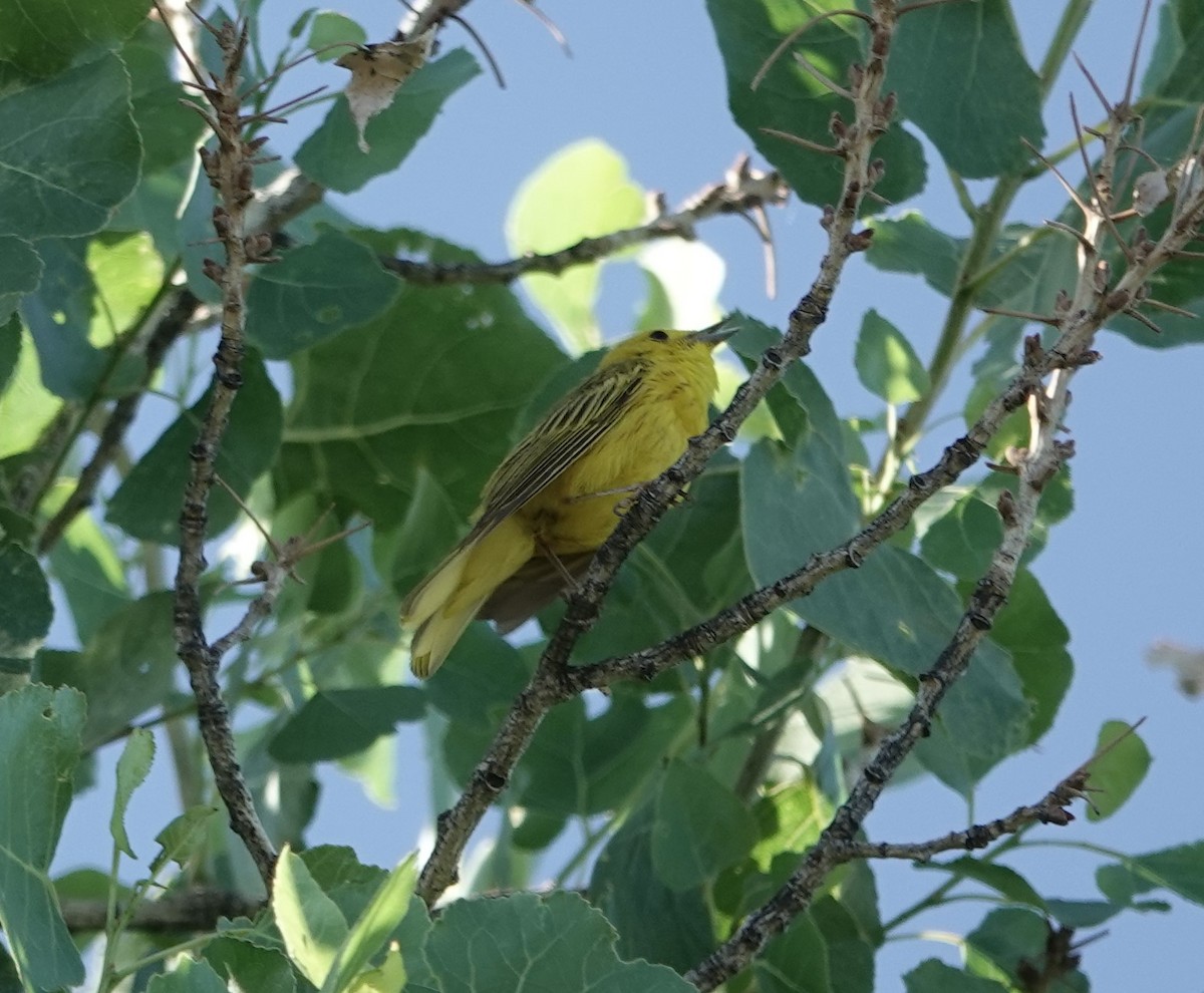 Yellow Warbler - ML620635704