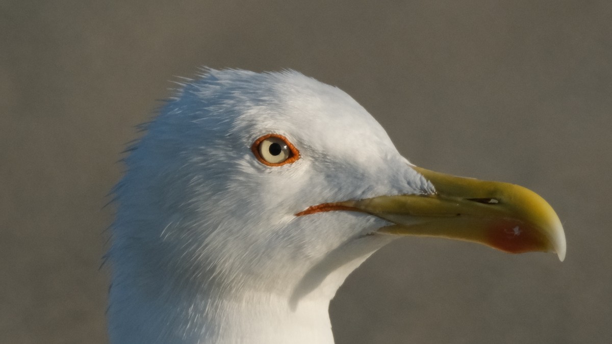 Yellow-legged Gull - ML620635705