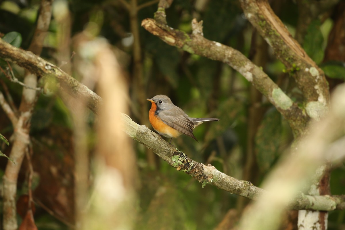 Kashmir Flycatcher - ML620635708