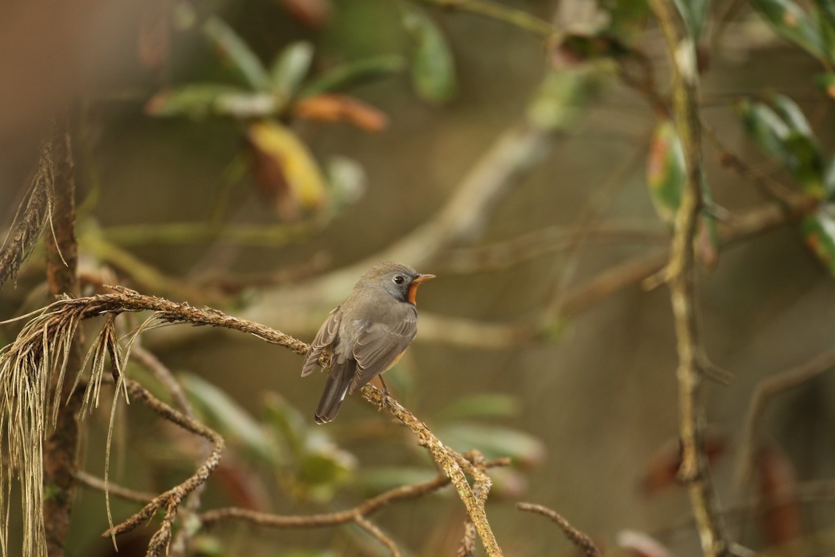 Kashmir Flycatcher - ML620635709