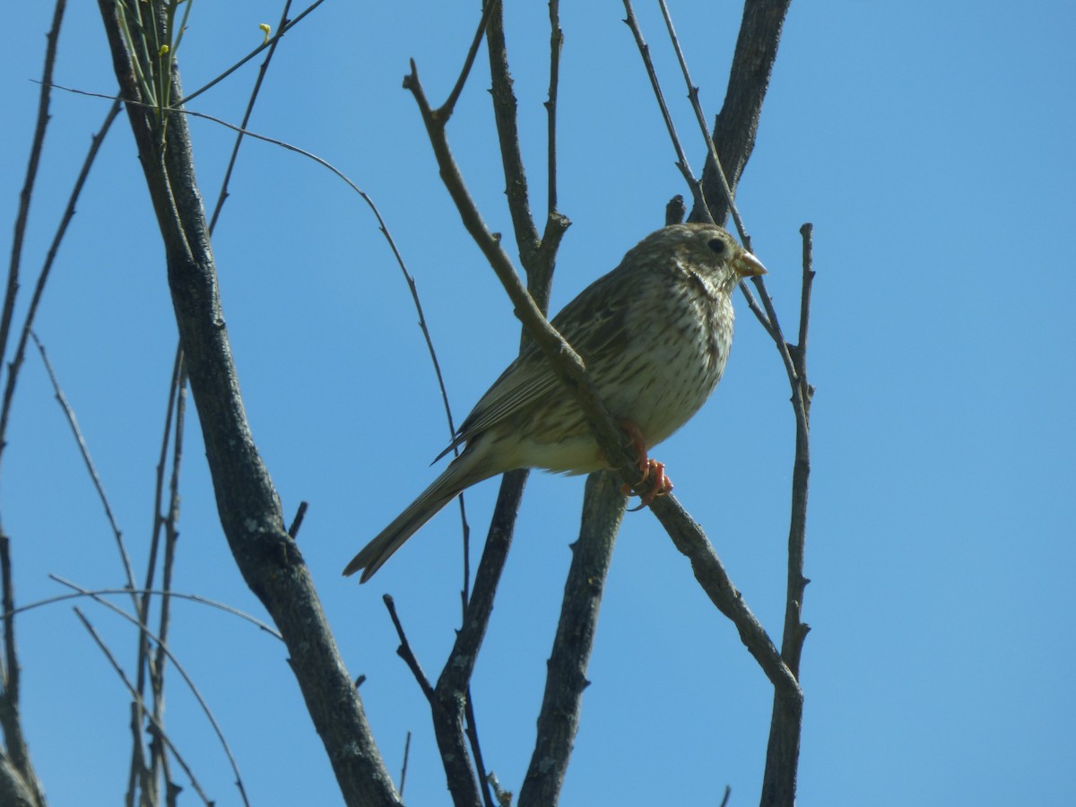 Corn Bunting - ML620635710