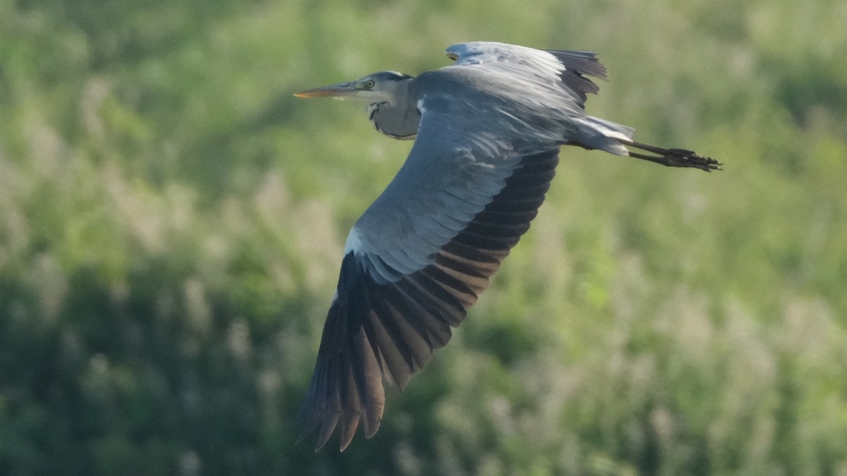 Gray Heron - ML620635711