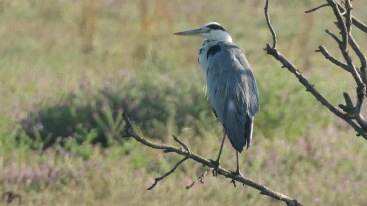 Gray Heron - ML620635712