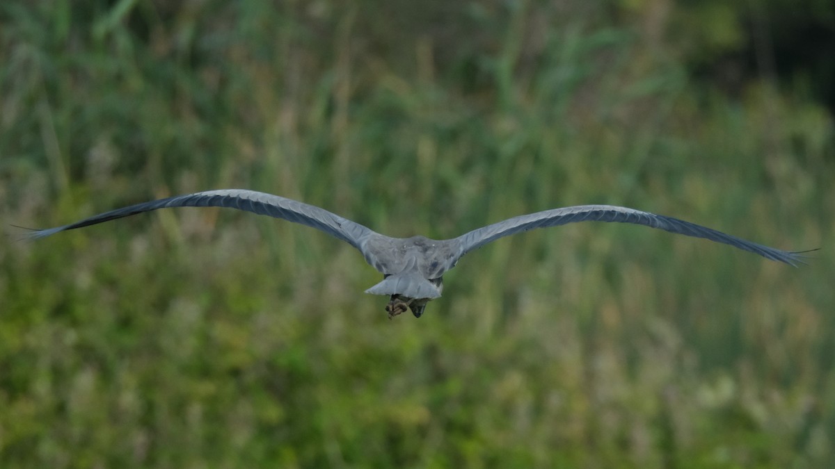 Gray Heron - ML620635713