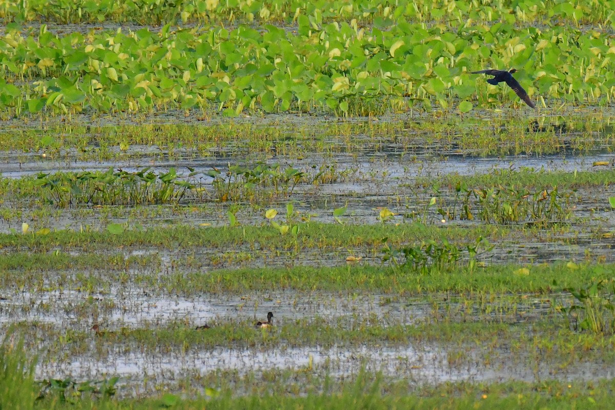 Cormorán Orejudo - ML620635718