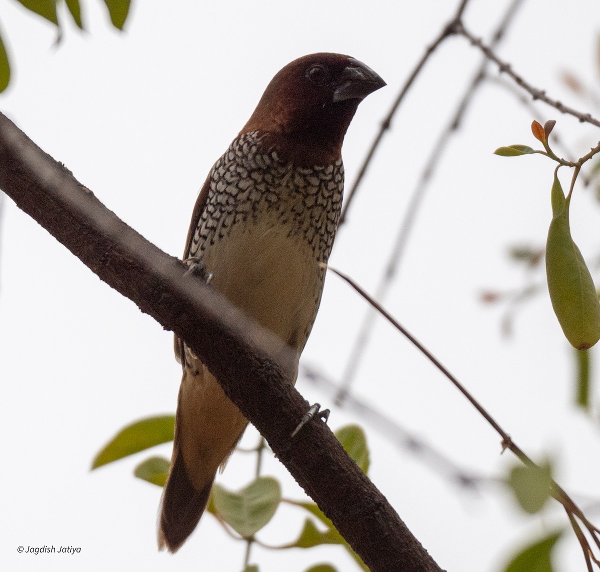 Scaly-breasted Munia - ML620635723