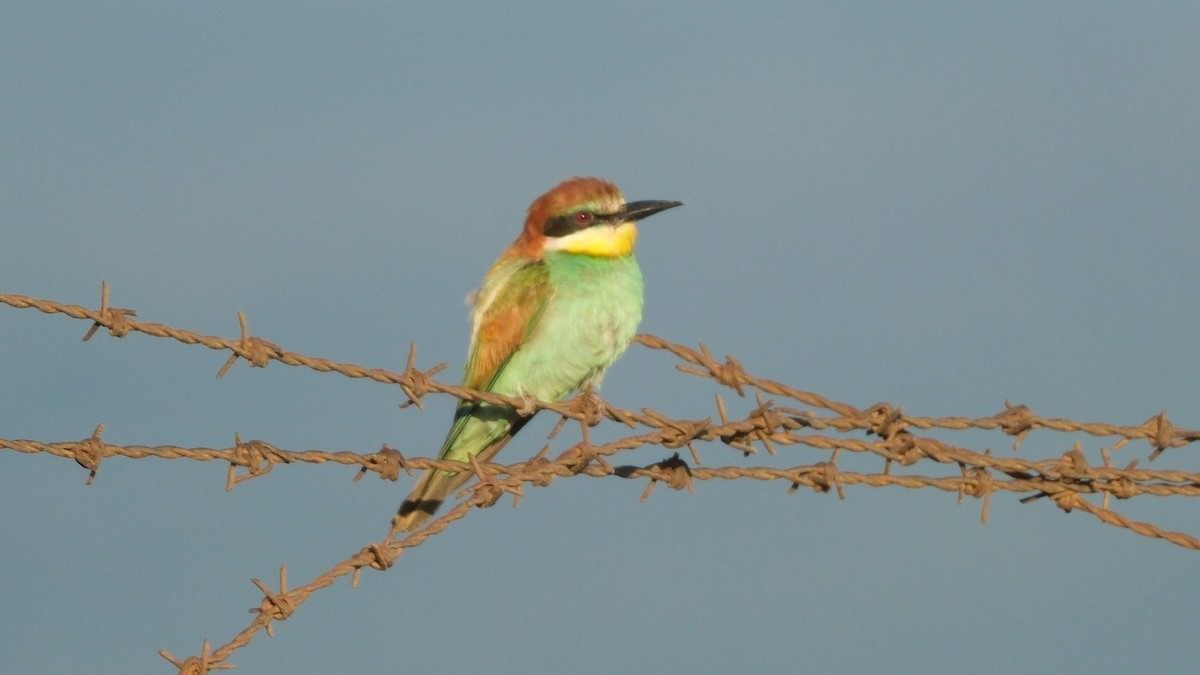 European Bee-eater - ML620635725