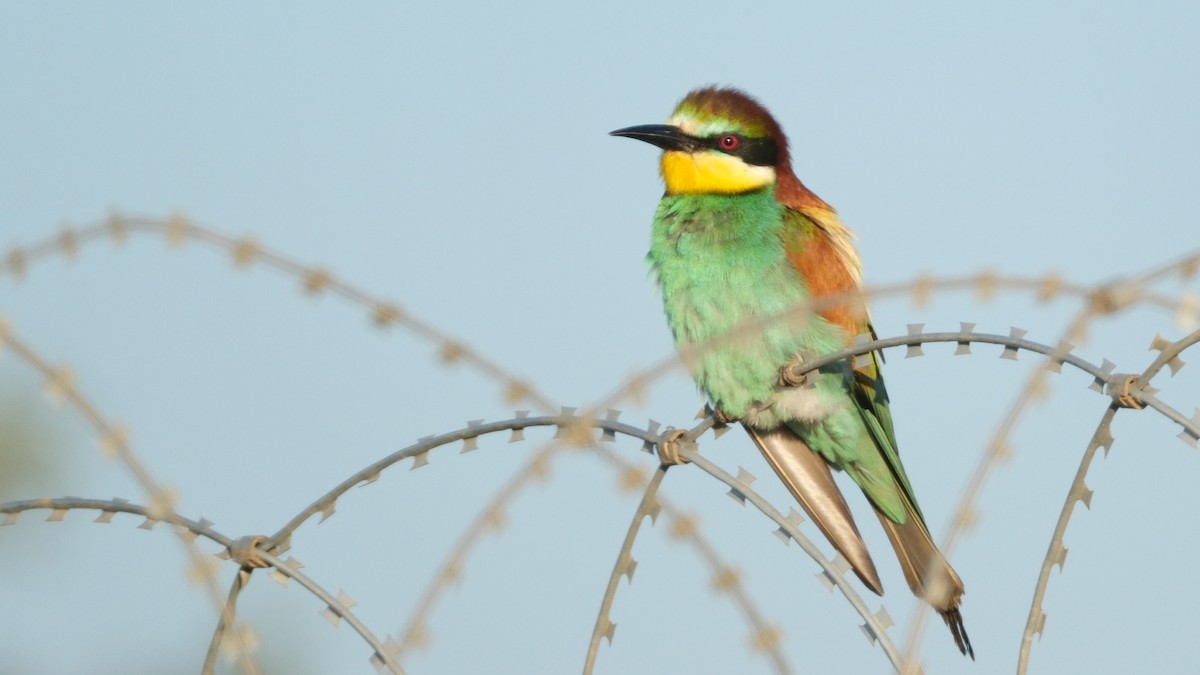 European Bee-eater - ML620635726