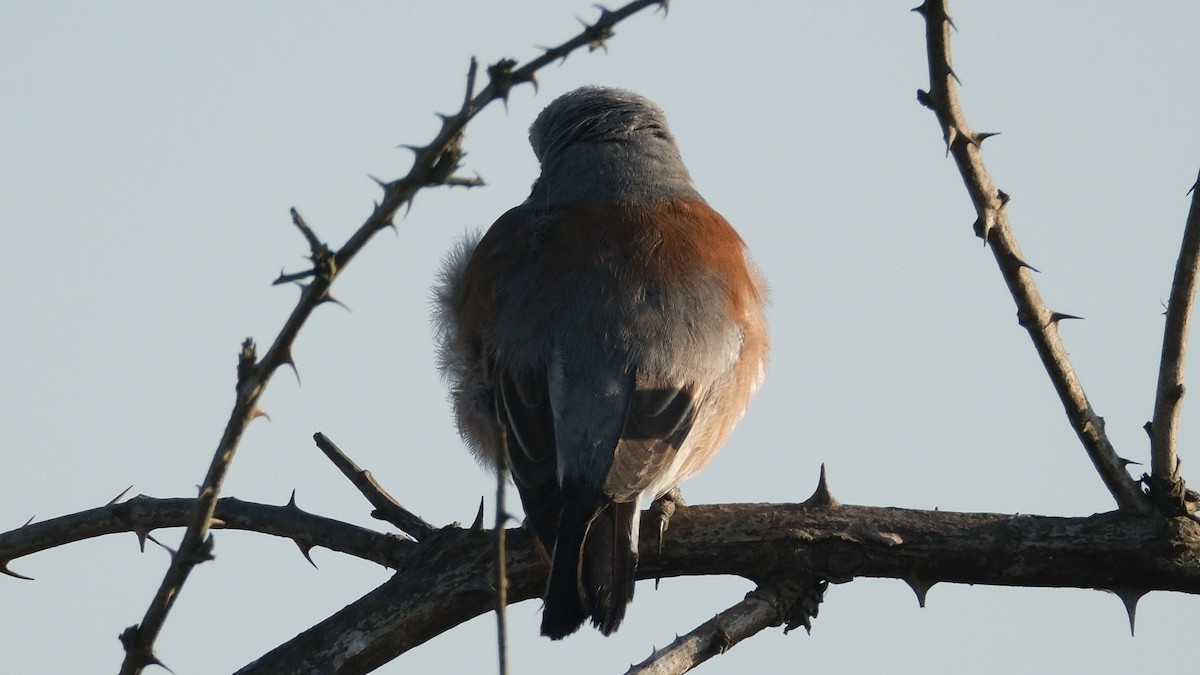 Red-backed Shrike - ML620635727