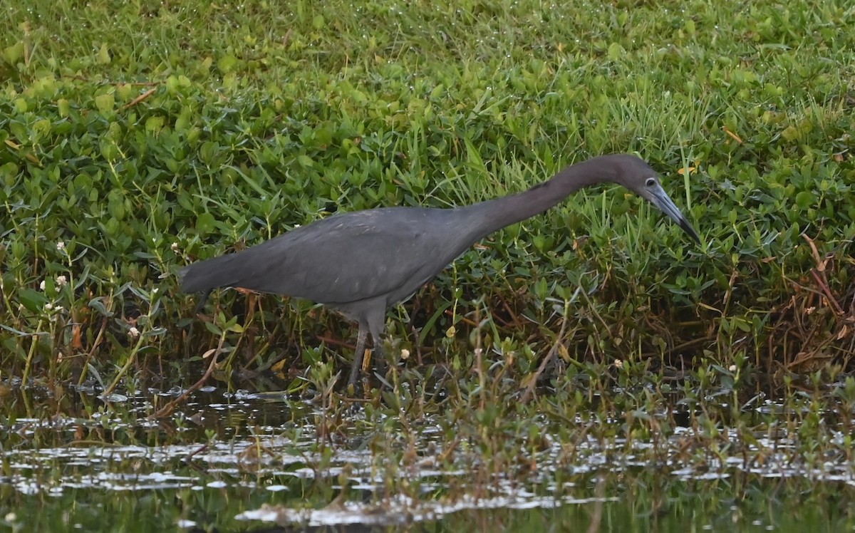 Little Blue Heron - ML620635730