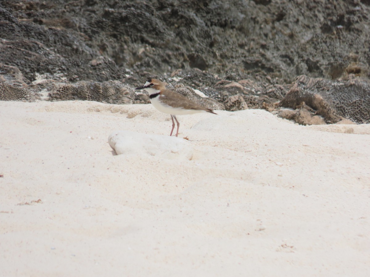 Collared Plover - ML620635731