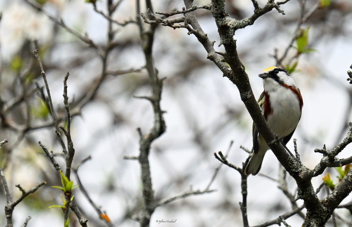 Chestnut-sided Warbler - ML620635736