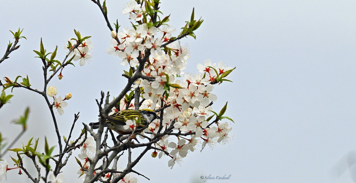 Chestnut-sided Warbler - ML620635738