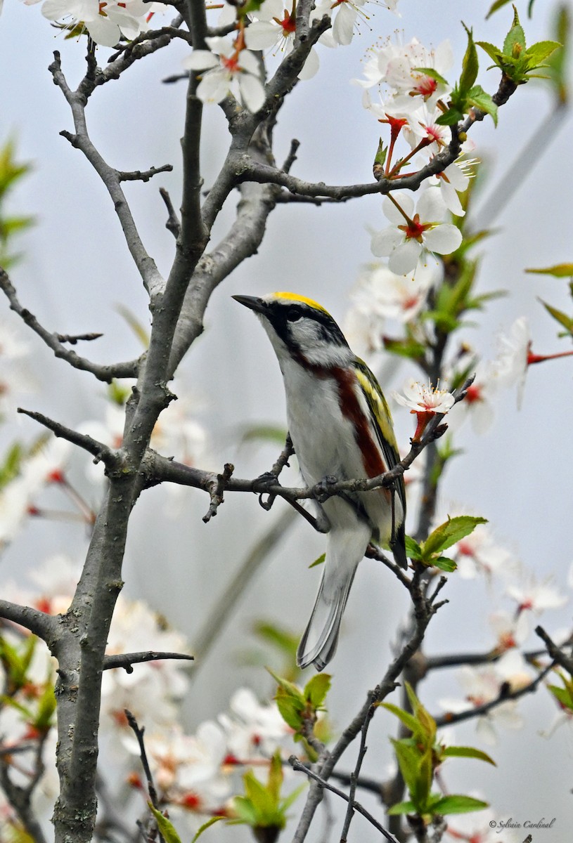 Chestnut-sided Warbler - ML620635741