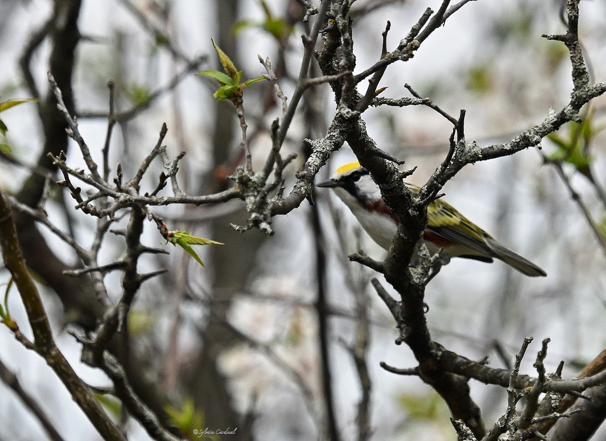 Chestnut-sided Warbler - ML620635742