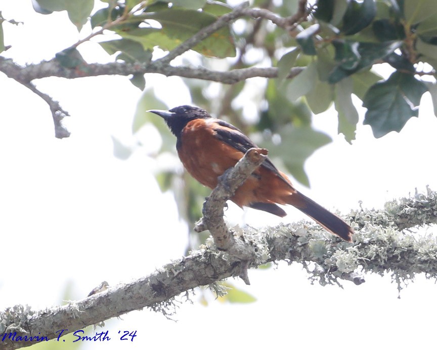 Orchard Oriole - Marvin Smith