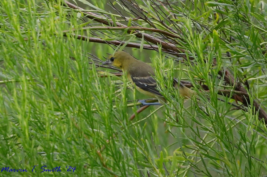 Orchard Oriole - ML620635745