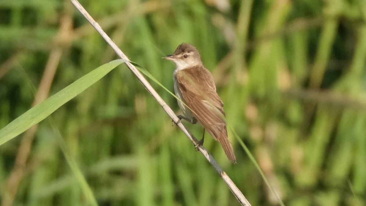 Great Reed Warbler - ML620635751