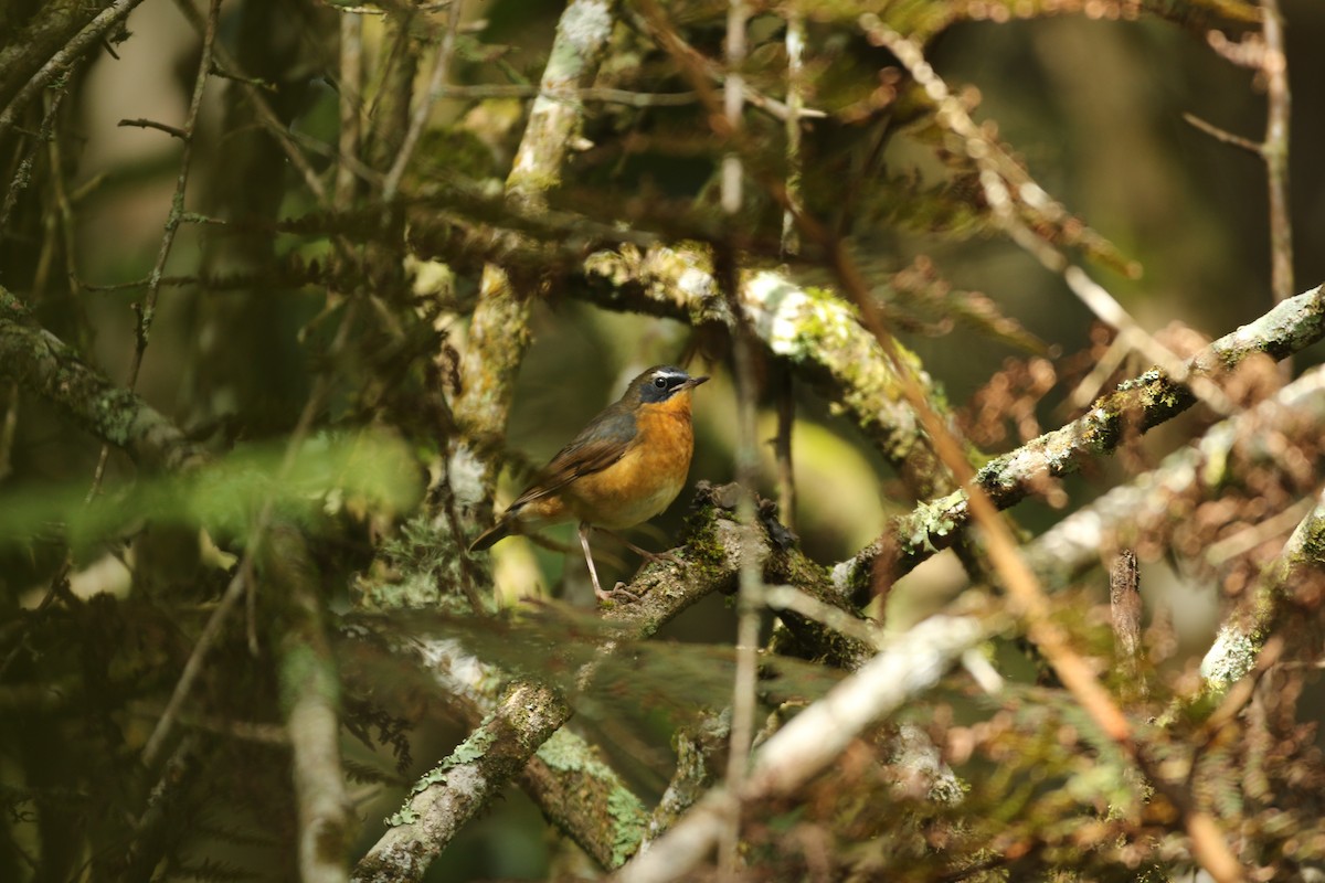 Indian Blue Robin - Dave van der Spoel